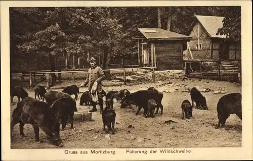 Ak Moritzburg Sachsen, Fütterung der Wildschweine