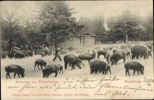 Ak Moritzburg Sachsen, Fütterung der Wildschweine