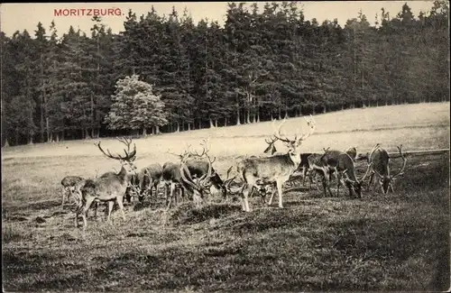 Ak Moritzburg in Sachsen, Waldpartie, Hirsche am Jagdschloss, Kurfürst Moritz