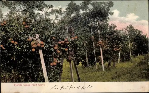 Ak Florida, Grape fruit grove