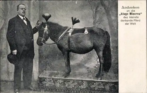 Ak Andenken an die kluge Minerva, das kleinste denkende Pferd der Welt, Pony, Mann