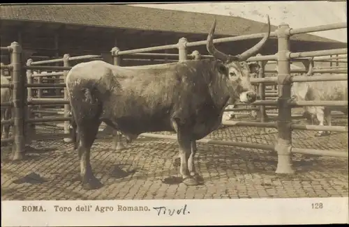 Ak Roma Rom Lazio, Toro dell Agro Romano