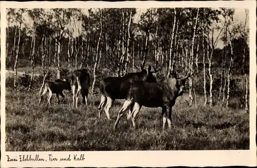 Ak Zwei Elchbullen, Kalb