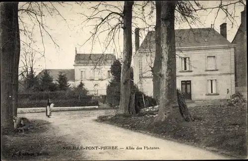 Ak Neuille Pont Pierre Indre-et-Loire, Allée des platanes