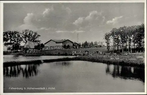 Ak Falkenburg Hohenwestedt in Schleswig Holstein, Rinder, Gebäude, Teich