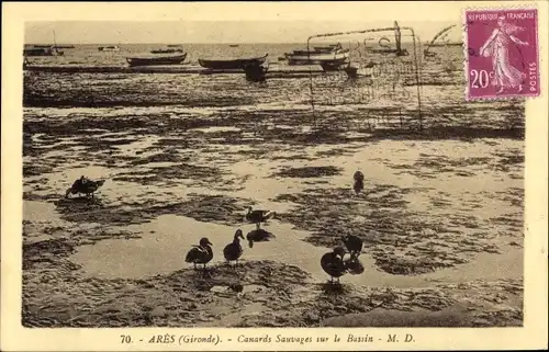 Ak Ares Gironde, Canards Sauvages sur le Bassin