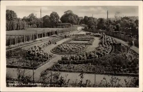 Ak Meerane in Sachsen, Rosarium