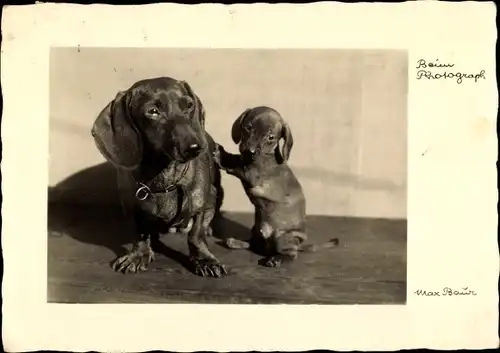 Ak Beim Photograph, Dackel mit Welpe, Fotograf Max Baur Nr. 199