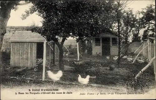 Ak Yvelines Frankreich, B. Ecole d'Aviculture, Dans les Parquets s'elevent des races de choix