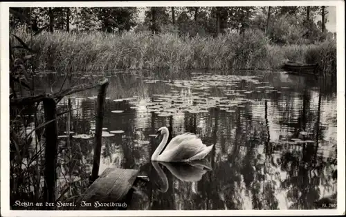 Ak Ketzin an der Havel, Im Havelbruch, Schwan