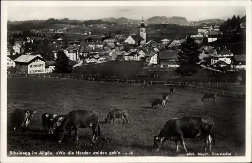 Ak Scheidegg Allgäu, Rinder weiden, Ort