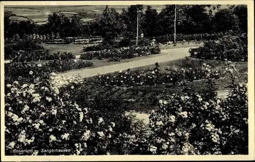 Ak Sangerhausen am Südharz, Rosarium