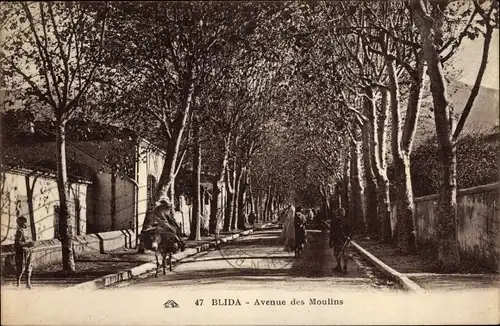 Ak Blida Algerien, Avenue de Moulins