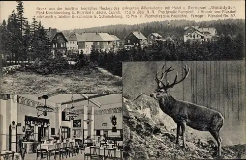 Ak Oberbärenburg Altenberg im Erzgebirge, Villenkolonie, Hotel Restaurant Waldidylle, Hirsch