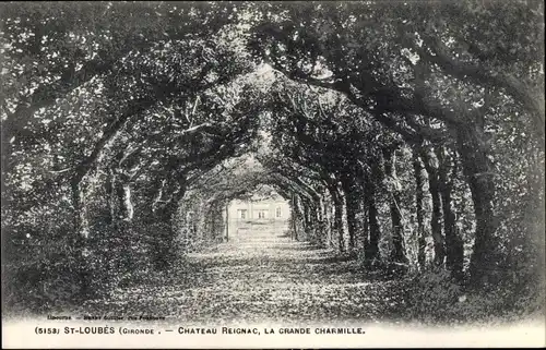 Ak Saint Loubes Gironde, Chateau Reignac, La Grande Charmille
