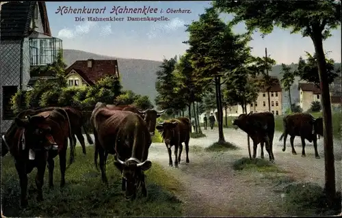 Ak Hahnenklee Bockswiese Goslar im Harz, Hahnenkleer Damenkapelle, Rinder