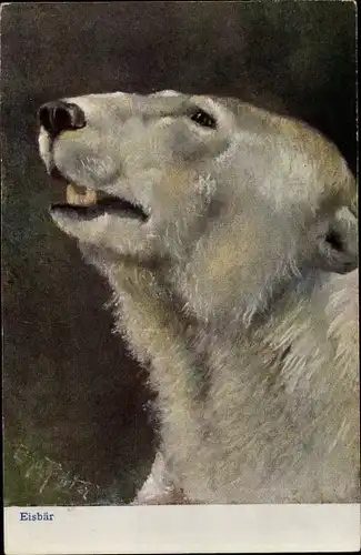 Künstler Ak Richter, Eisbär