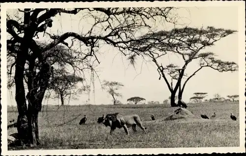 Foto Ak Moshi Tansania, Löwe und Geier in der Savanne
