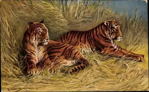 Künstler Ak Müller, M. jun., Zwei Tiger in der Savanne