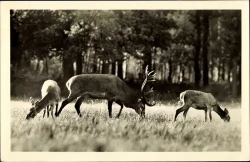 Ak Hirsche auf einer Wiese