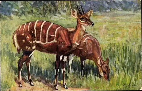 Künstler Ak Schirr Antilope, Tragelaphus scriptus Pall., Zoo
