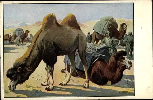 Künstler Ak Meinholds Schulbilder, Kamele in der Wüste, Karawane