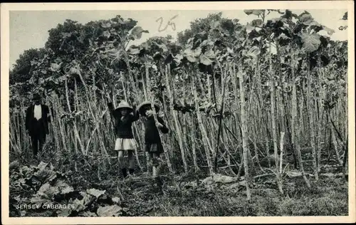 Ak Kanalinsel Jersey, Cabbages