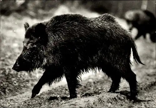 Ak Keiler, Foto von Schröder