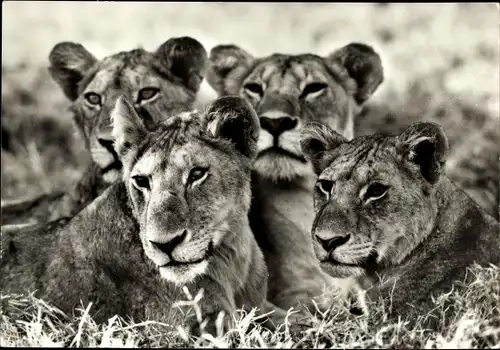 Ak Löwenmutter mit Jungen, Foto von Eckhard Schulz
