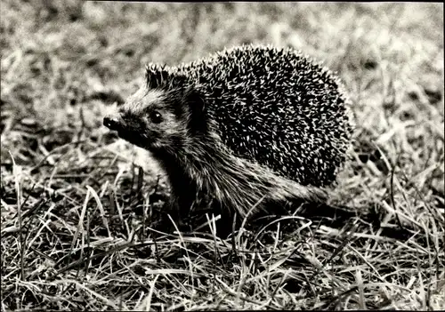 Ak Tierkalender 1982, Igel, Foto von Gerhard Budich