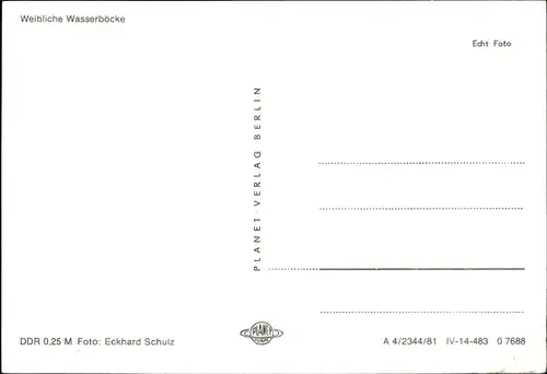 Ak Weibliche Wasserböcke, Foto von Eckhard Schulz