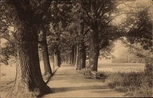 Ak Grünfeld Waldenburg in Sachsen, Parkpartie, Allee