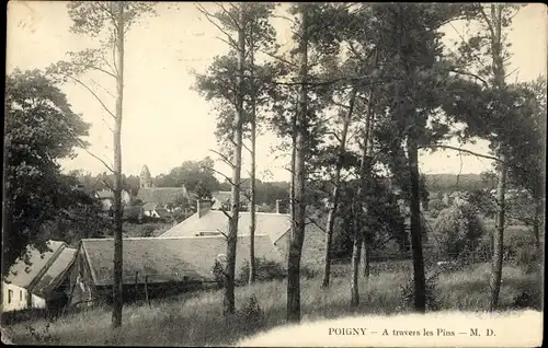 Ak Poigny Yvelines, A travers les Pins