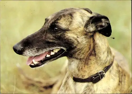 Ak Hund, Whippet, Foto von G. Kiesling