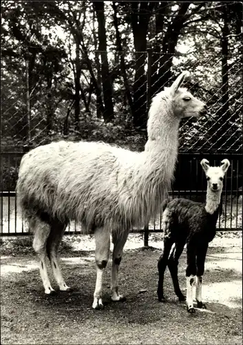 Ak Lama mit Jungtier, Foto von Vogt