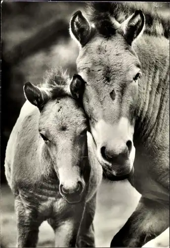 Ak Przewalskipferd, Foto von Gerhard Budich