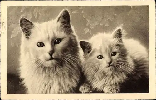 Ak Zwei weiße Katzen, Porträt