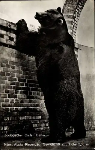 Ak Berlin Tiergarten, Zoologischer Garten, Männlicher Alaska Riesenbär