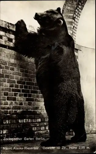 Ak Berlin Tiergarten, Zoologischer Garten, Männlicher Alaska Riesenbär