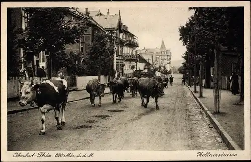 Ak Oberhof im Thüringer Wald, Zellaerstraße, Rinder