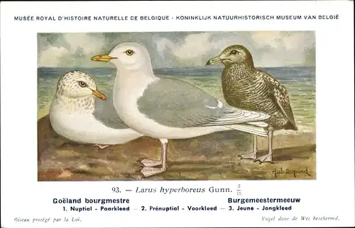 Künstler Ak Dupond, Hub., Larus hyperboreus, Eismöwe