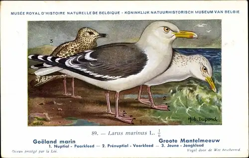 Künstler Ak Dupond, Hub., Larus marinus, Mantelmöwe
