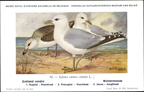 Künstler Ak Dupond, Hub., Larus canus, Sturmmöwe
