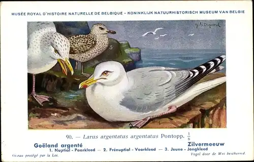 Künstler Ak Dupond, Hub., Larus argentatus, Silbermöwe