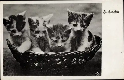 Ak Vier getigerte Katzen sitzen in einem Korb, Ein Quartett
