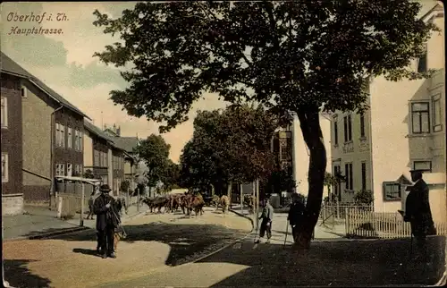 Ak Oberhof im Thüringer Wald, Hauptstraße, Rinder