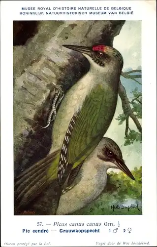 Künstler Ak Dupond, Hub., Picus canus, Grauspecht