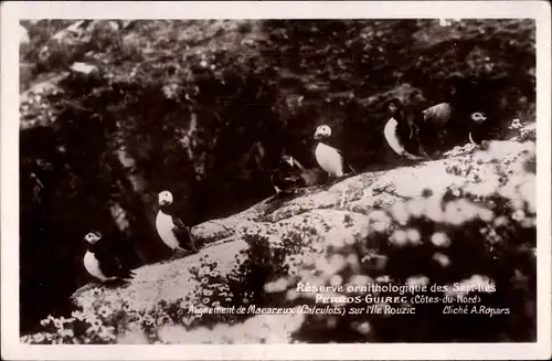 Ak Perros Guirec Cotes d'Armor, Reserve ornithologique des Sept Iles, Papageitaucher
