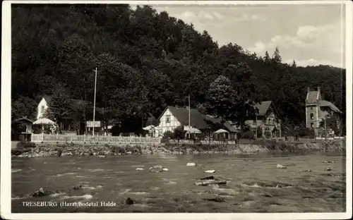 Ak Treseburg Thale im Harz, Halde, Wald