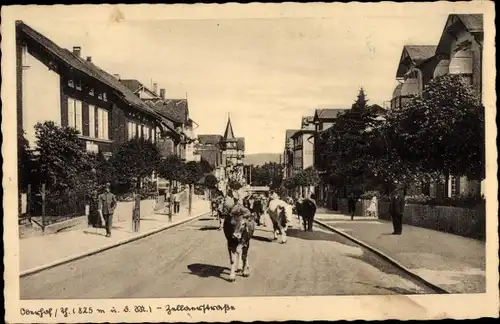 Ak Oberhof im Thüringer Wald, Zellaerstraße, Rinder